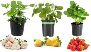 GLOBQRO Strawberry Plant