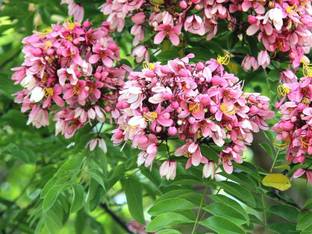 Plantzoin Cassia javanica