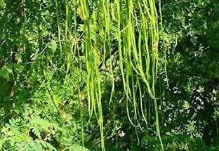ZOOMGREEN Drumstick Tree Plant