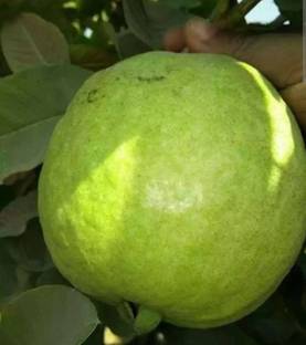 KB NURSERY Guava Plant