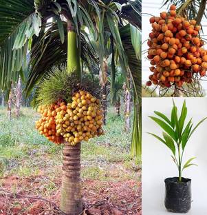 MSS Betel Nut/Supari Plant, Betelnut Palm Plant