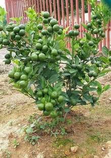 Natural needs Lemon Plant