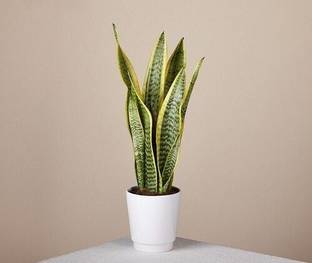 AFARTIOBINA Snake Plant