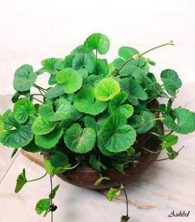 thankuni Pennywort Plant