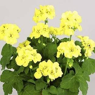 mynusary Geranium Plant
