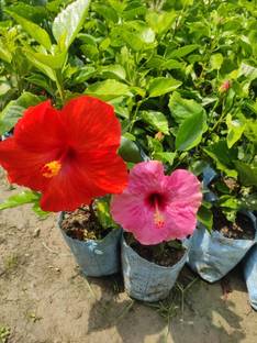 Fulmala Nursery Hibiscus Plant
