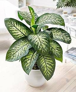 PlantaZee Dieffenbachia Plant
