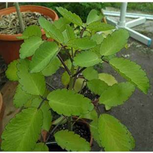 The Green Tree MART Bryophyllum Pinnatum/Patharchatta Plant