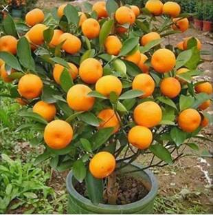 Padmavatii Orange Plant
