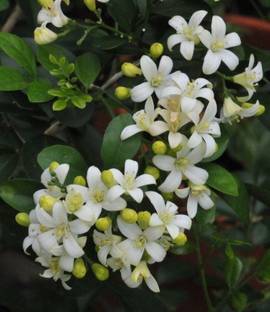 Orange jessamine Jasmine Plant