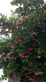 GRAFTED MU MUANGO Cherry Fruit Plant