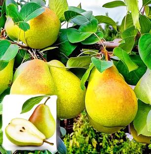 buddingbeauty Pear Plant