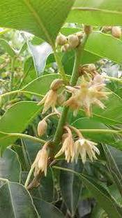 Cloud Farm Spanish Cherry Plant