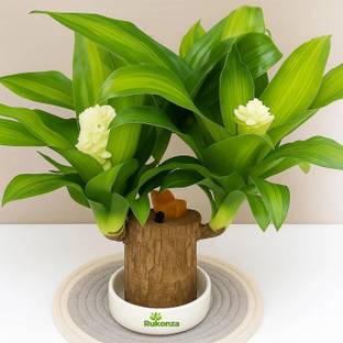 Rukonza Brazilian Wood