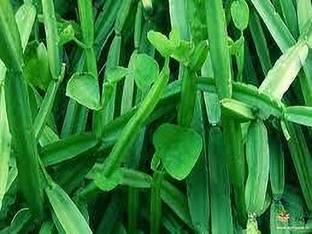 ABEFARIYA Bonesetter Plant