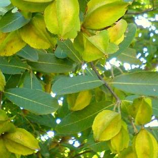 ABEFARIYA Terminalia/Arjuna Plant