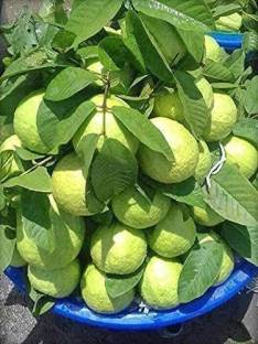 Greenery Nursery Guava Plant