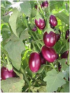 Cloud Farm Brinjal