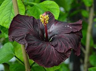 pomgardening Hibiscus Plant