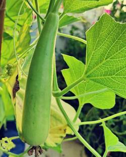Platone Bottle Gourd