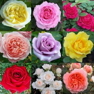 MagicQueen Rose Plant