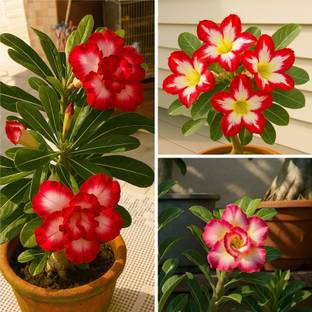 BloomShadow Adenium Plant
