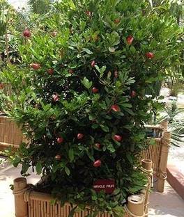 GO GREEN LENDSCAPE Miracle Fruit