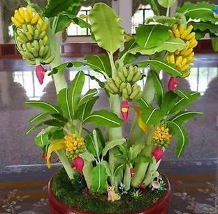 greenhousestore Banana Plant