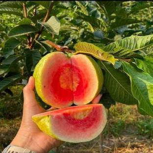 Aywal Taiwan Guava Hybrid Seed