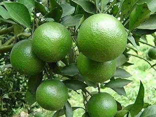 Earth Angels Lemon Plant