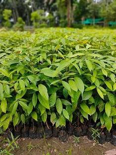 RAINBOWRAGA Madhumalti/Rangoon Creeper