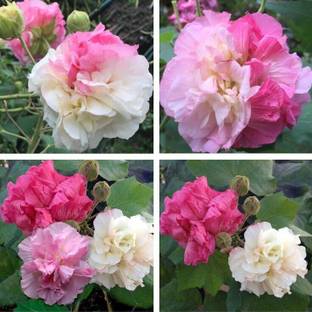 NATURTE MART Lotus Plant