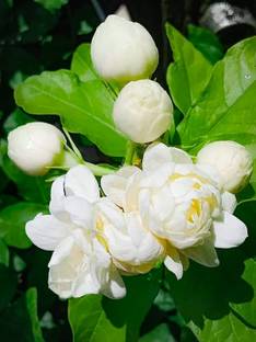 Greensolution Jasmine Plant