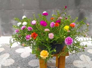 Cloud Farm Portulaca Plant