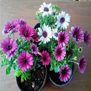 Guruji Plantation Gazania/African Daisy Plant