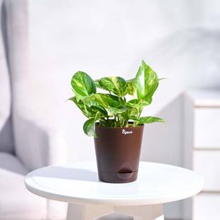 UGAOO Variegated Money Plant
