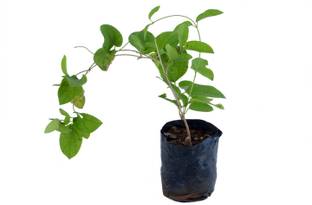 चामुंडा ग्रीन्स गूलर / क्लस्टर अंजीर का पौधा पौधा