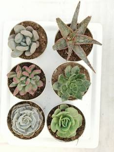 TOFOH Succulents Plant