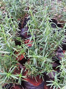 Cloud Farm Rosemary Plant, Rosemary Herb Plant
