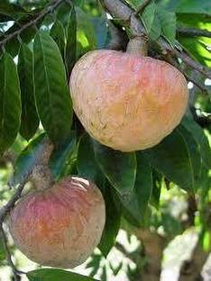 VENUS ONLINE Rare Ramphal Annona reticulata Bullock Heart Custard Apple Fruit Plant Seed
