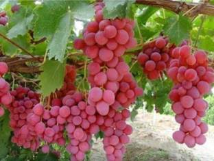Earth Angels Grapes Plant