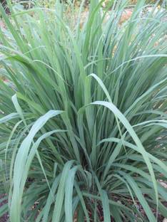 BALA PLANT CEATION Lemon Grass Plant