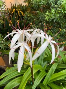 Farmplant Crinum Swamp Lily Plant