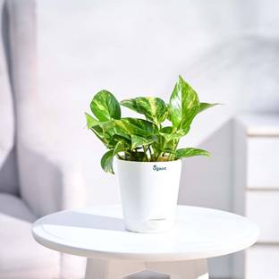 UGAOO Variegated Money Plant