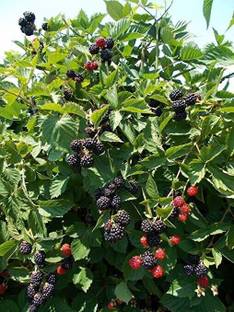 EverGarden Shahtoot/Mulberry Plant