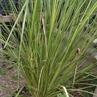 KPBHANDER Vetiver Khus Plant