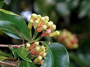 Cloud Farm Clove Plant