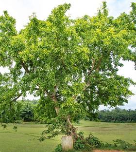 क्लाउड फार्म बेल का पौधा पौधा