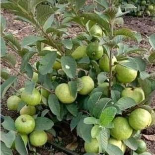 Dishita Go Green Guava Plant