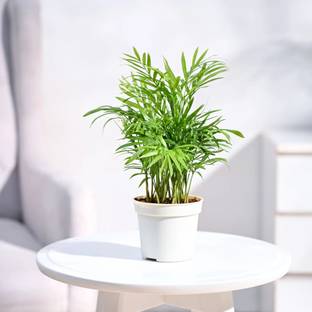 UGAOO Bamboo Palm Plant